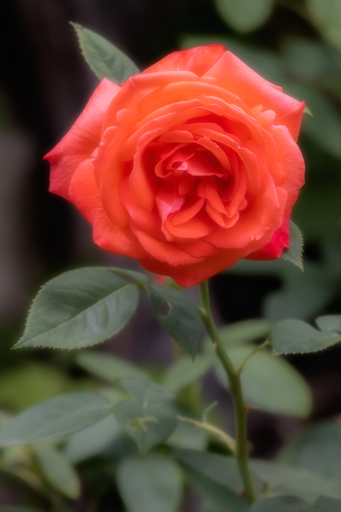 104A7091.jpg.2f5d3eca10e9570d8cbfe8bed4428173.jpg