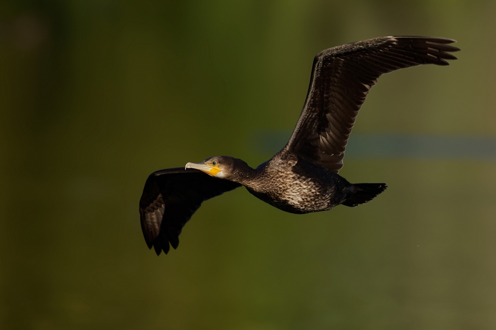 180A5348_DxO-border.jpg.cf08086194780e2ef60a6ce34ad79e0f.jpg