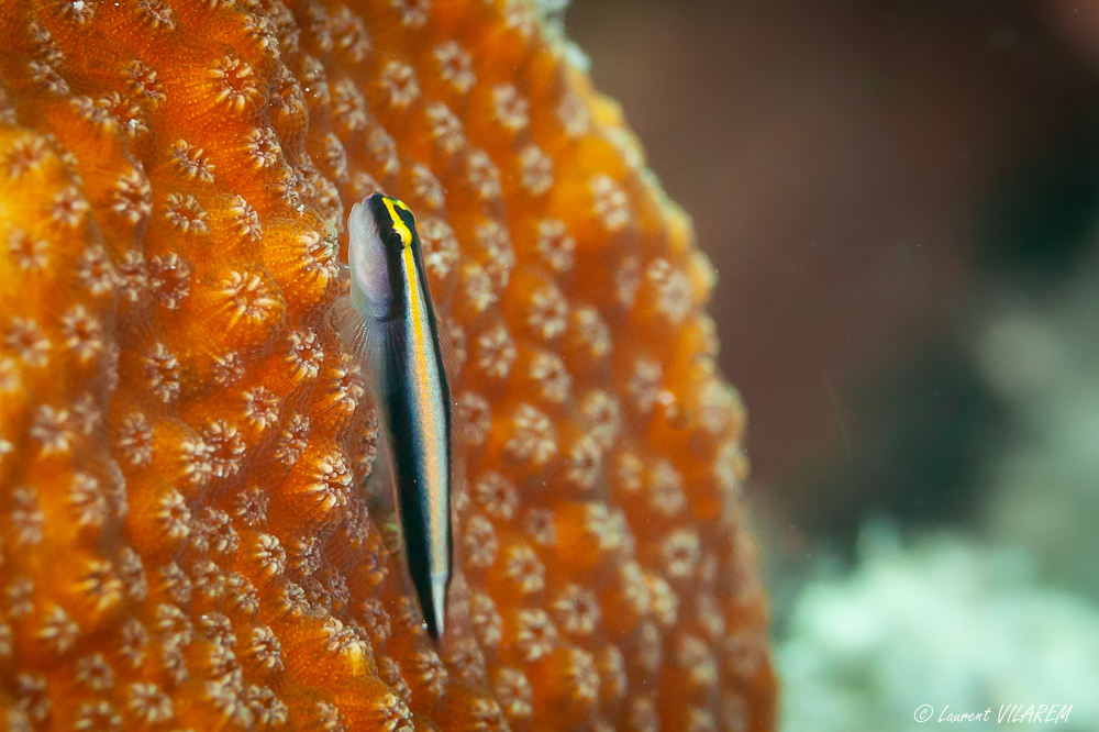 1834260503_20220429-BRITISHVIRGINISLANDS-GREATCAMANOEISLAND-DIAMONDREEF-DIVE-65x5x5200x3x3.jpg.00e0900de6fbb61f442d25f829a957f5.jpg