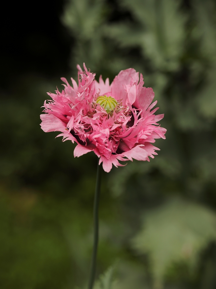 2G6A3142.JPG