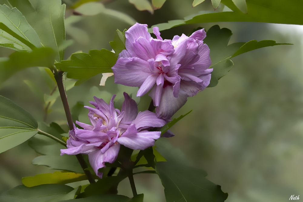 Hibiscus_1.jpg.03284f69a03a3a3dc00f3a0476a2e57d.jpg