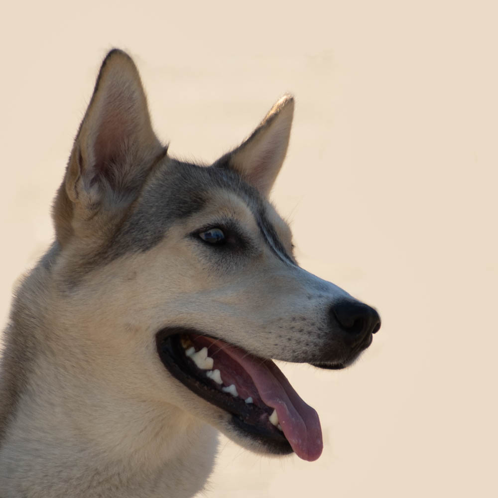 K3__2494-Modifier.jpg.2a4d7f45d0dc4ba5788f82c647a606ff.jpg