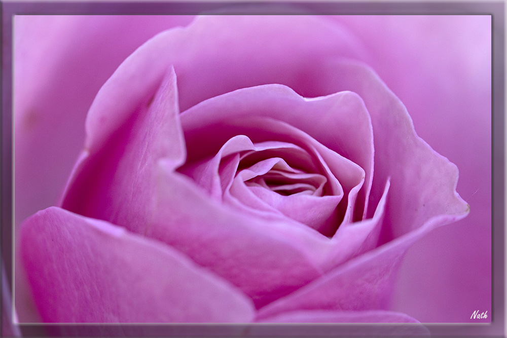 Rose_1.jpg.785e2d351c062188abe119cd7f5cc572.jpg