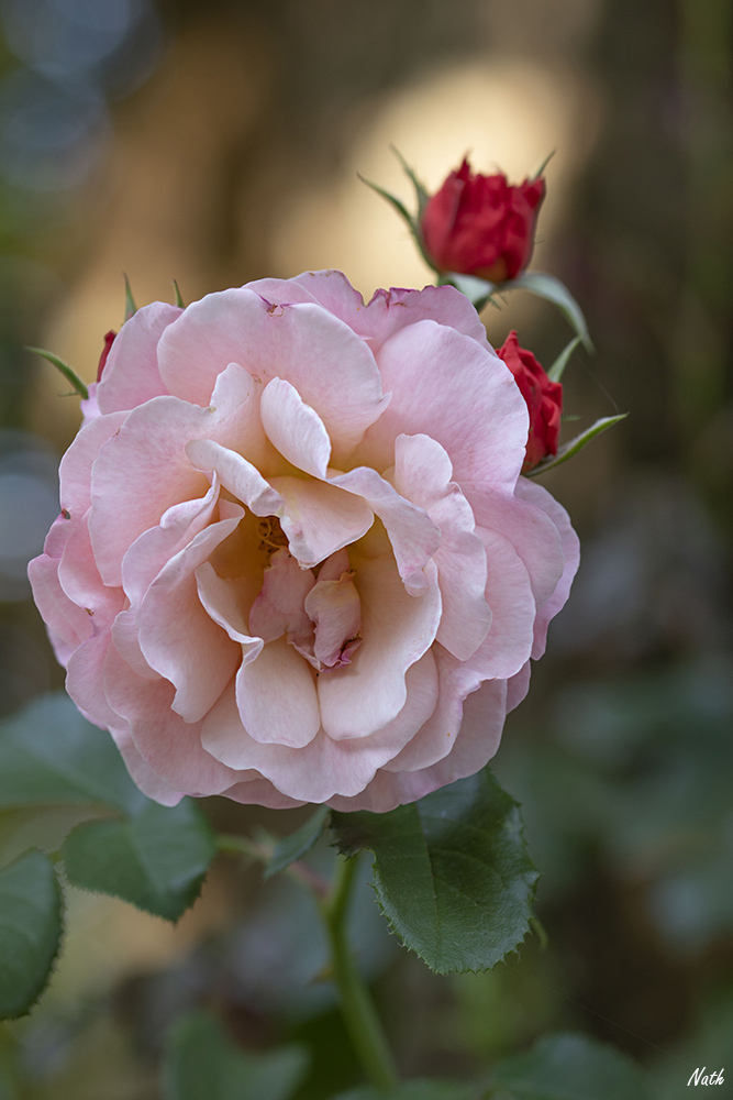 Rose_14.jpg.27b74d9fb8ec4f6594845bbbc0db4d67.jpg