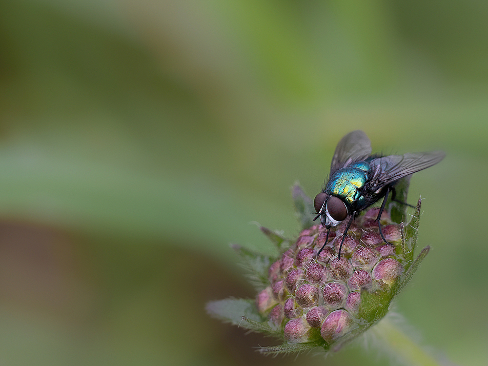 104A6138.jpg.0ea15edf69235b8293fd29c44345b47d.jpg