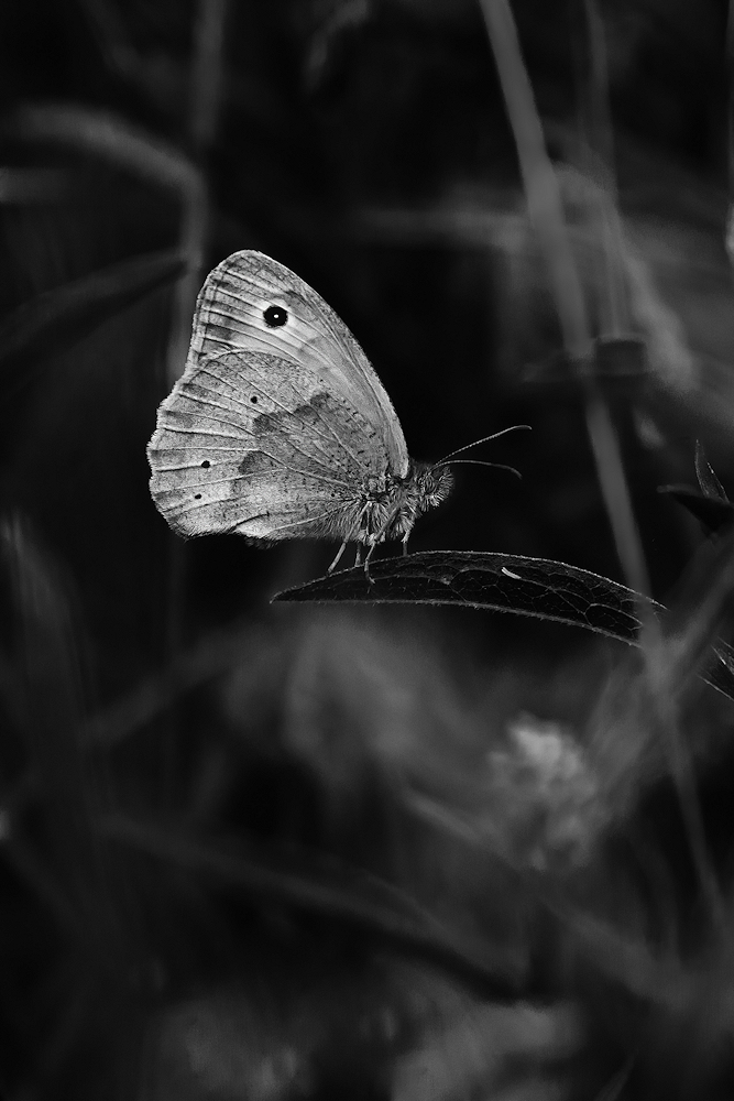 104A7171-Modifier-export-sharpen-Motion.jpg.40f808df6a6c7c8dba944e10ee2e9100.jpg
