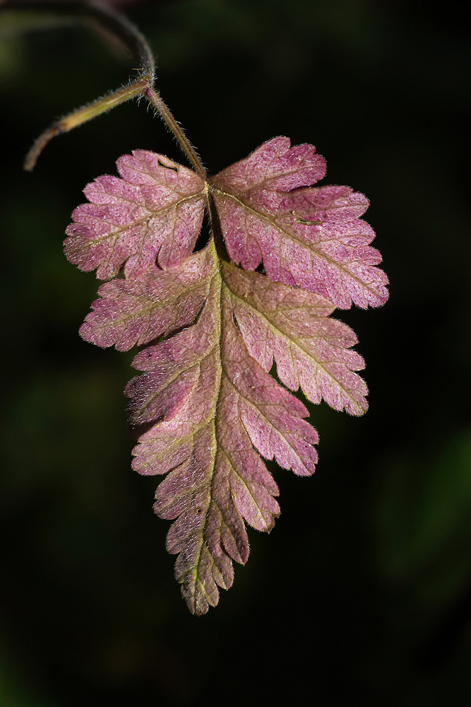 104A7869-export-sharpen-Motion.jpg.4511adbca828de364c11920b3c8d1df2.jpg