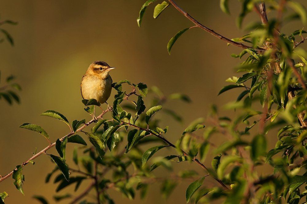 180A6062_DxO-border.jpg.4006409ed33adb870aa888d7ddc3c91e.jpg