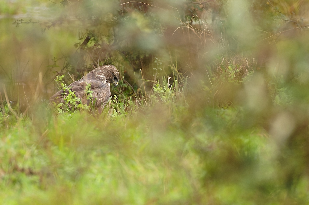 180A6258_DxO-border.jpg.d4b4fe8add5876bf08aca6899c120ae2.jpg