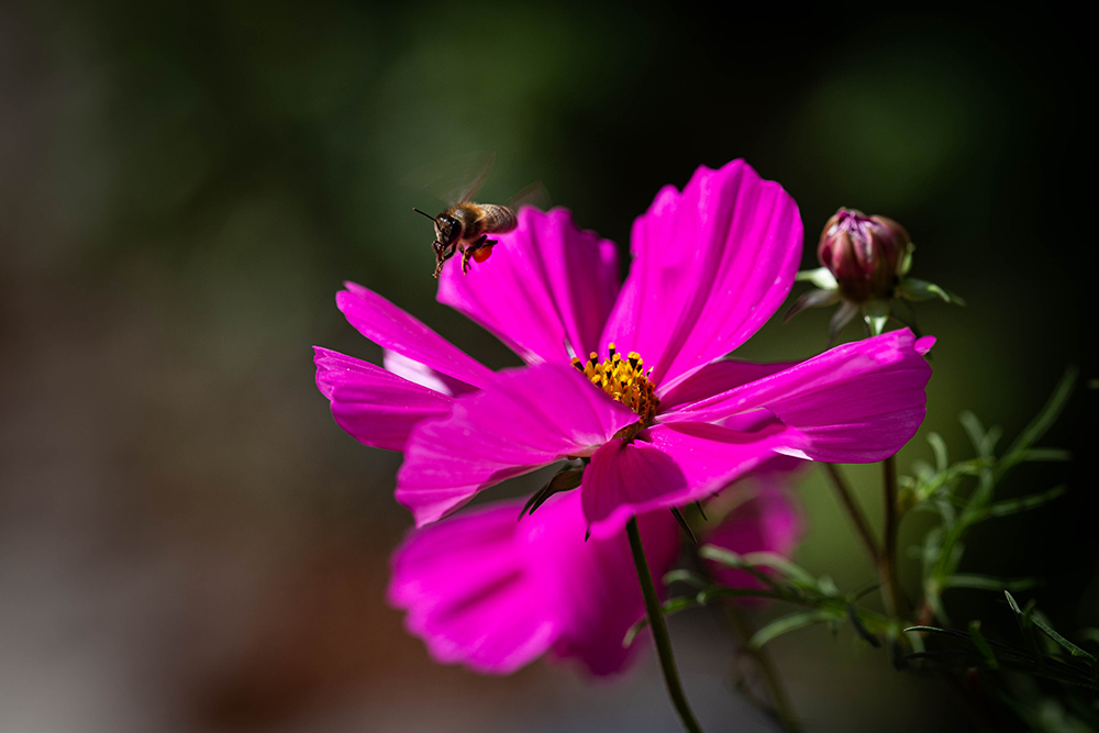 276290399_cosmos1.jpg.5af019d6f5ad1dfb61db2e38db86351a.jpg