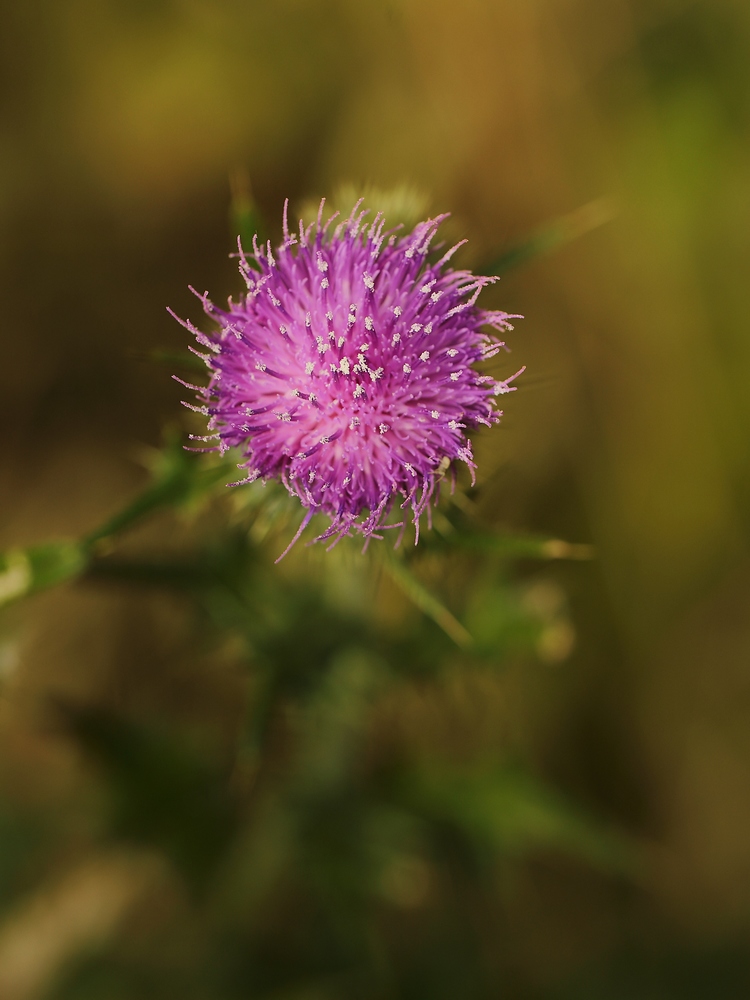 2G6A3796.JPG