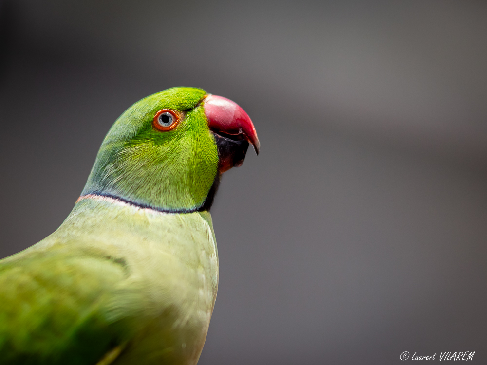 382411422_20220407-SAINTMARTIN-PHILIPSBURG-PARROTFARM-51.jpg.2419b171e7d278555737c351644d49a3.jpg