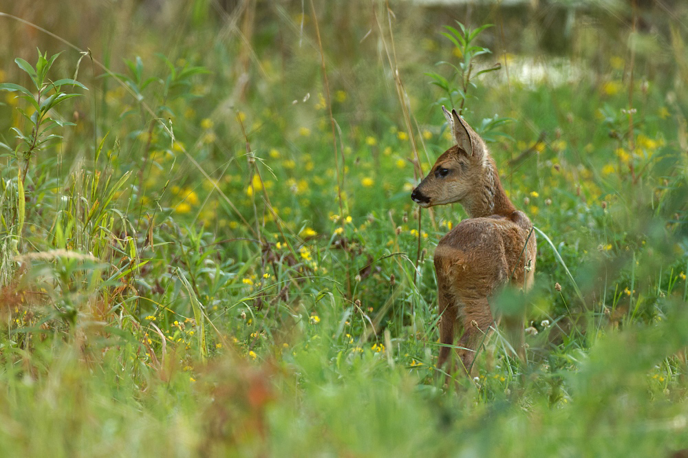 4N1A0850_DxO-border.jpg.3a82f781b05768ece16cbf6ef646338e.jpg