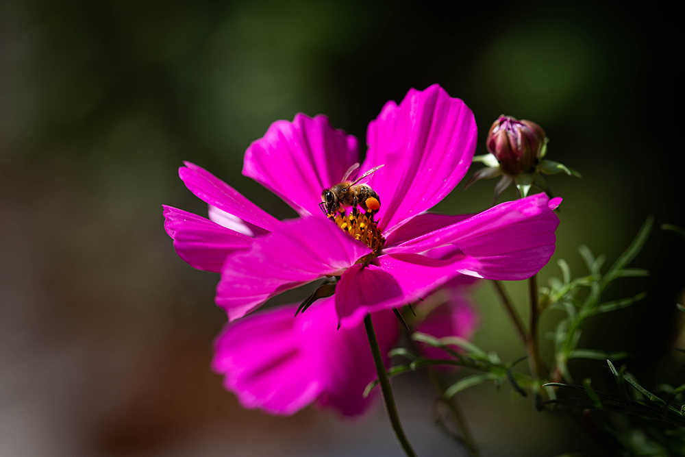 607240396_Cosmos2.jpg.a1eb4f30a756f648c8e52bfd630efcbd.jpg
