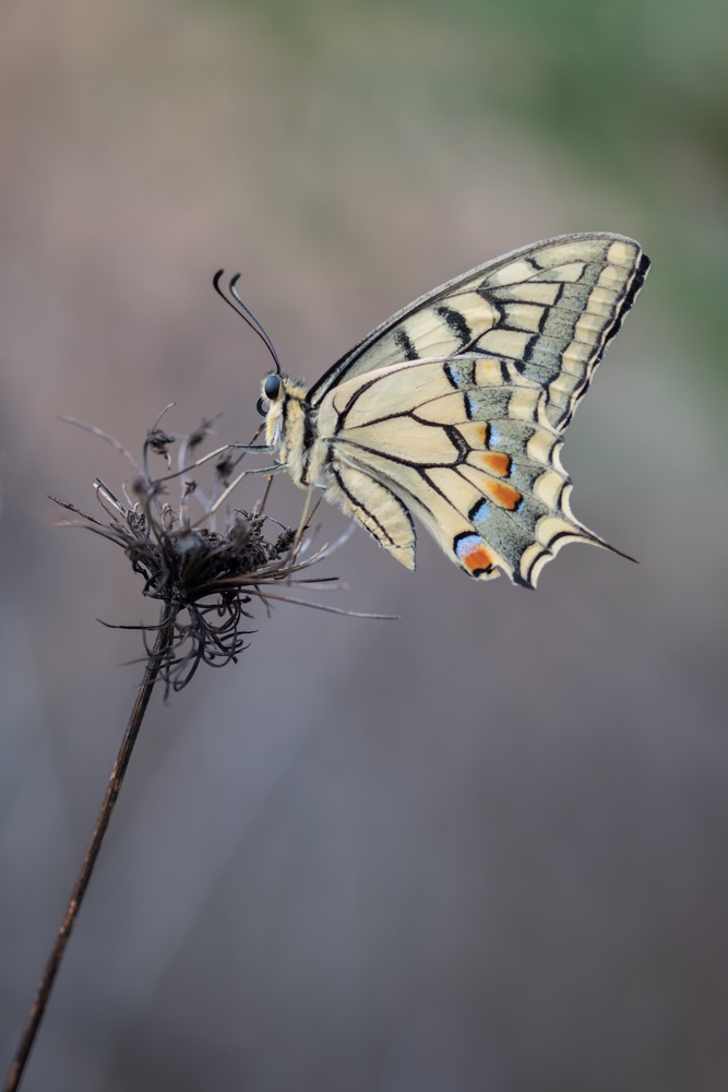 DSC_3523.jpg.5200084ae39ec16a1c7345a20e2f6697.jpg