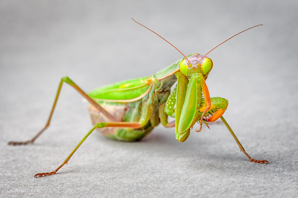 ManteOK.jpg.540bdccd65a276a64626a019c283770f.jpg