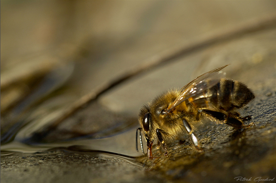 abeille_1.jpg.3e48a51196922228e6376c87d448a2cf.jpg