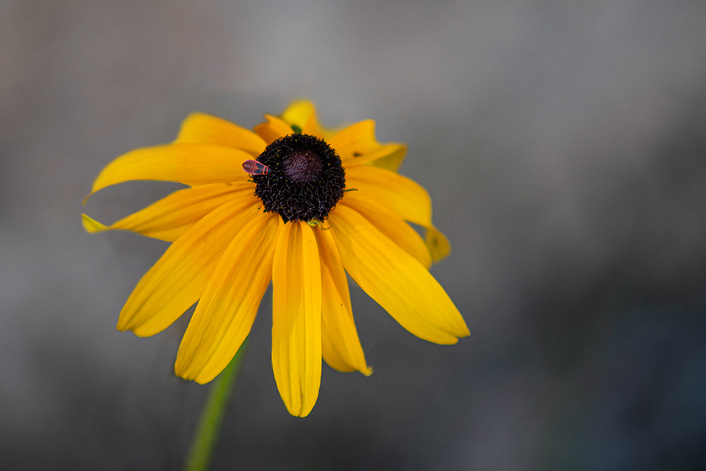 retouche_fleur.jpg.9e52ff51c7b9adc98aaea6fcb5939d37.jpg