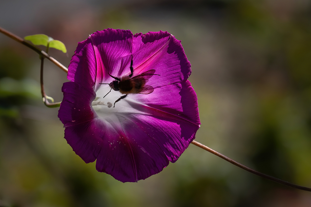 104A7531.jpg.5427daf3f13b543fb832c5f0df3c7c98.jpg