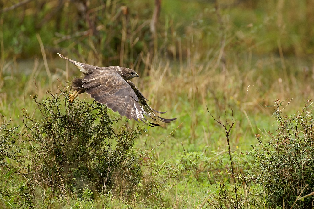 180A6300_DxO-border.jpg.b232cc26c37f021bfddce45c8902871d.jpg