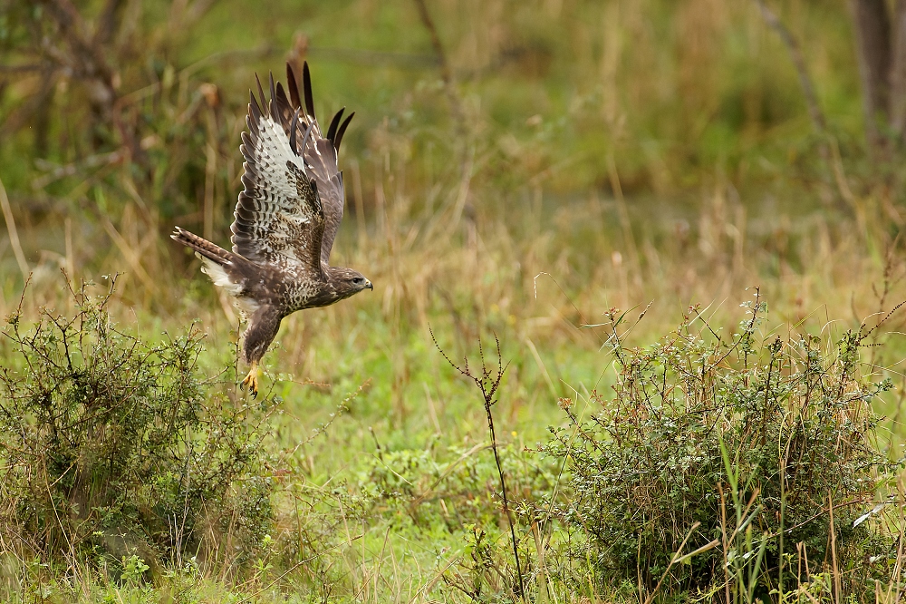 180A6304_DxO-border.jpg.e3b667ebc44db6e5e97b78be1607ebc6.jpg