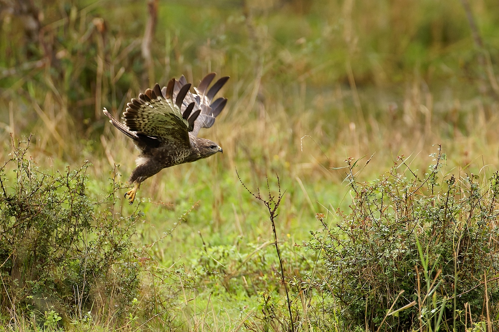 180A6305_DxO-border.jpg.77311cc337c21a54937aaec08abf3af1.jpg