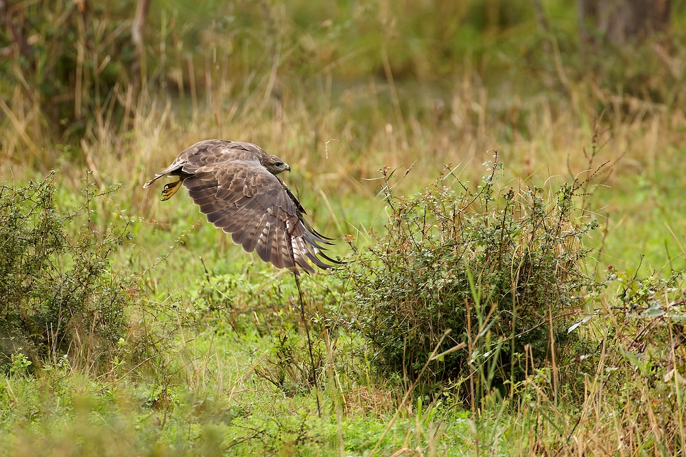 180A6307_DxO-border.jpg.6d269eb6d559cb44876fccc49f24eb64.jpg