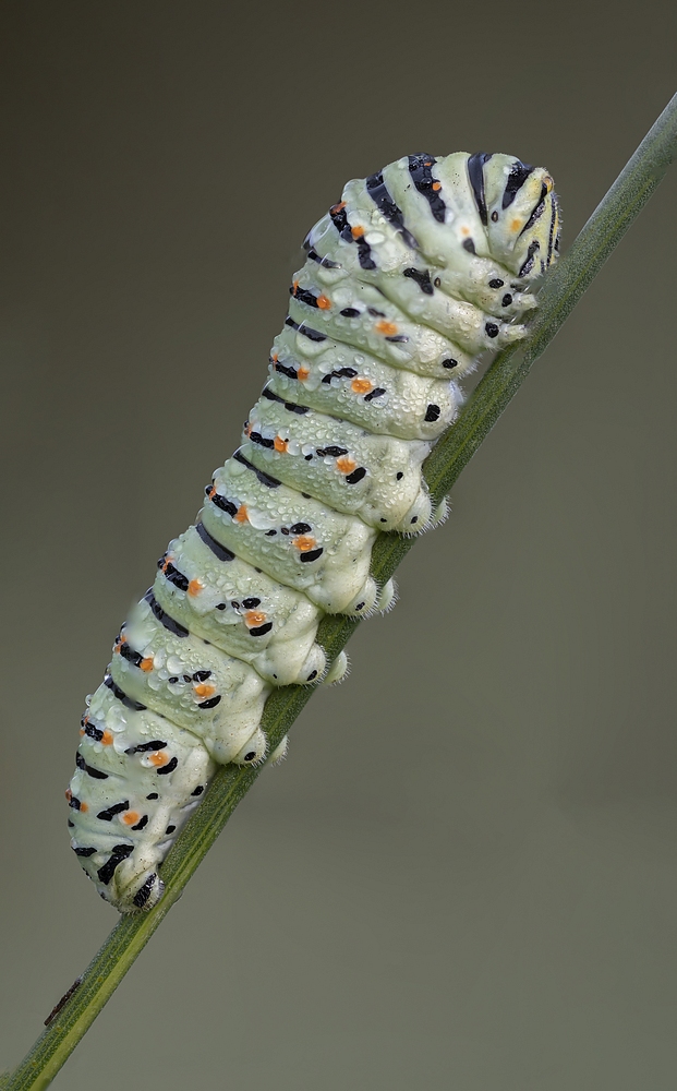 563825847_ChenilleduMachaonStackde60imagesDSC_37893848.jpg.e972812c5319055f4f653ef2d94c1c4d.jpg