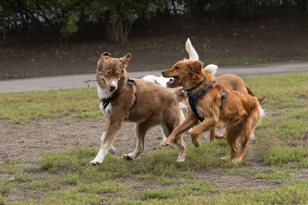 K3__2639-PEF_DxO_DeepPRIME-Modifier.jpg.ba6814b919de1a54478eb954db013bd2.jpg