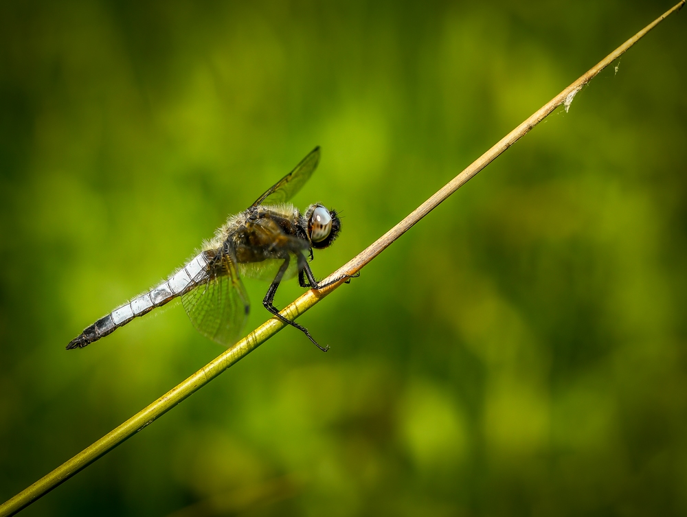 _DSC8183-1.JPG.9259c5a76aa85d2c09741c52702454da.JPG