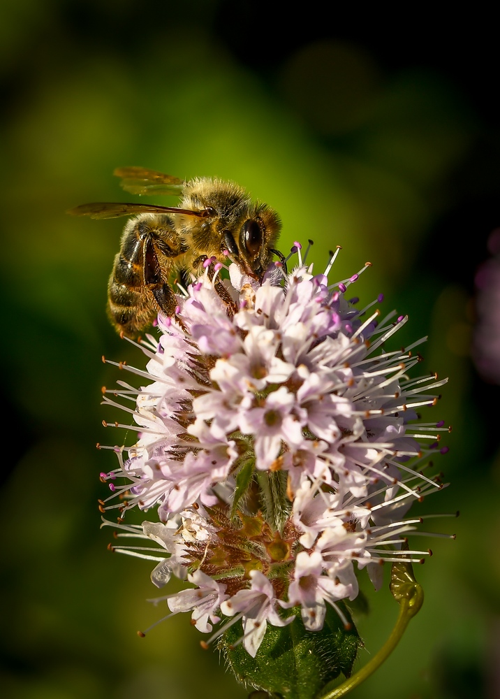 _DSC8549-8.JPG.8f04ae580581d922f2604cc61f4e564c.JPG