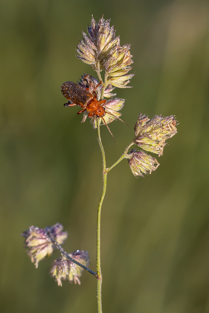 104A7325-export-sharpen-Motion.jpg.7e60e2e3cf8f84ea32b878487cb55c62.jpg