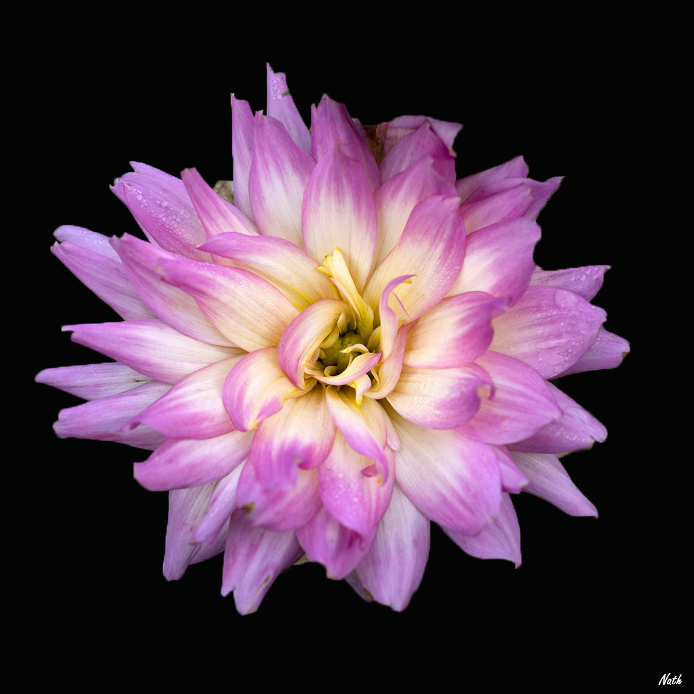 1281696660_Dahlia_2bis.jpg.88f1489a41cd2c082e83978ce2345751.jpg