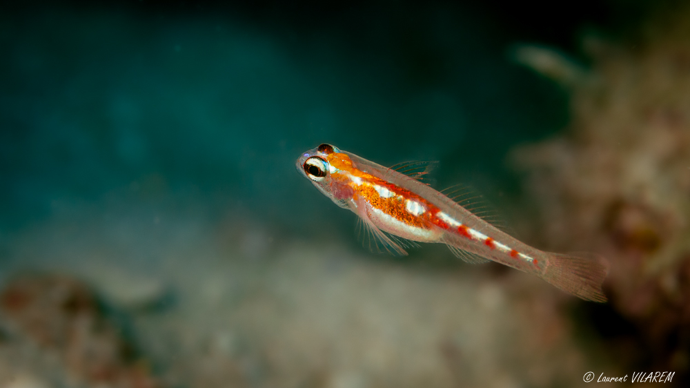 1697970688_20220503-BRITISHVIRGINISLANDS-GREATCAMANOEISLAND-DIAMONDREEF-DIVE-4.jpg.180b80fb655a070bb09096b808b45bb0.jpg