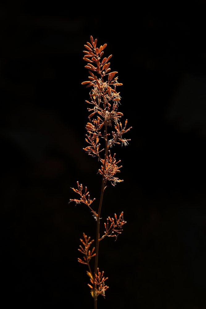 2G6A4065.JPG