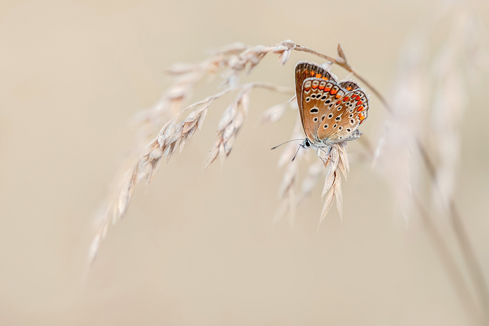 357743492_MACRO-69copie3.jpg.db5cdbf750413bce13db557b8852a291.jpg