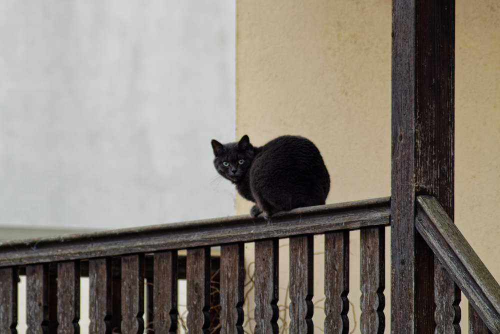 701728052_schaeffersheimkrafft300mm(8).jpg.8a058a5d6e3e1300458799cde4fef35a.jpg