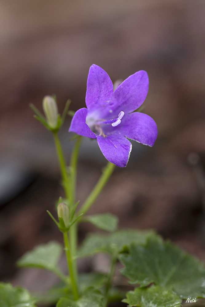 Campanule_1.jpg.8965d80ec1e7406fd0806e18b38ce006.jpg