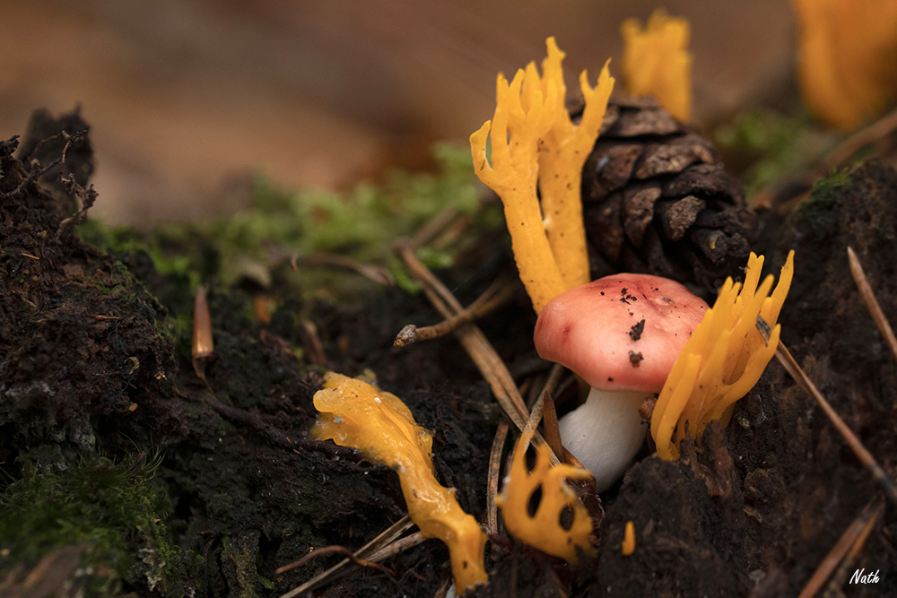 Champignon_7.jpg.7615b9c54986a1803ce88f2b37566b7b.jpg