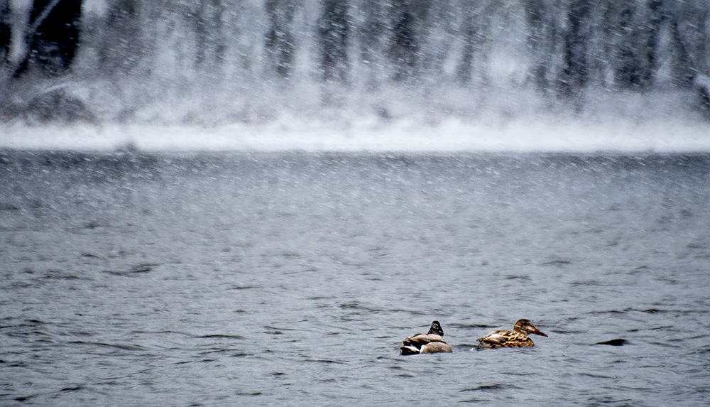 DSD00063web.jpg.5b18e23b508f773d903d547172249eca.jpg