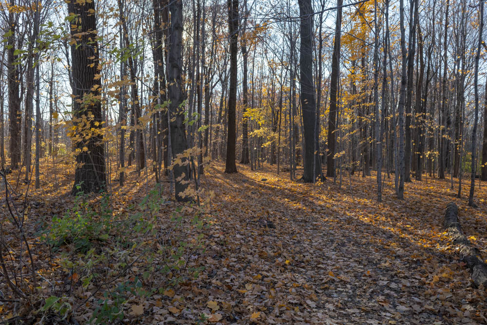 GR010199-DNG_DxO_DeepPRIME-HDR.jpg.d9c9f7ce6846aa5829d3f04bc40fb417.jpg