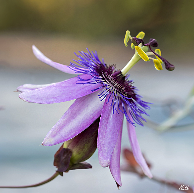 Passiflore.jpg.82fcfb5870e67477d1cca7427c255817.jpg