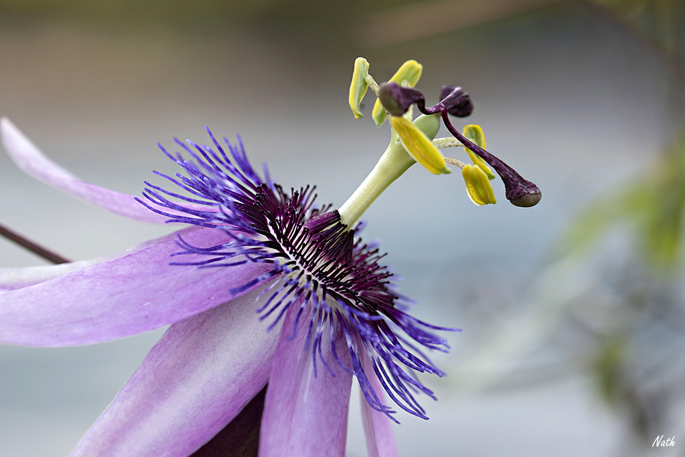 Passiflore_1.jpg.d1c75ae218837159bdcfe0f1b3e0e6ae.jpg