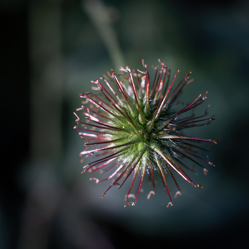 104A8565-export-sharpen-Motion.jpg.863634c41978a2774b9a8deaafdf2b45.jpg