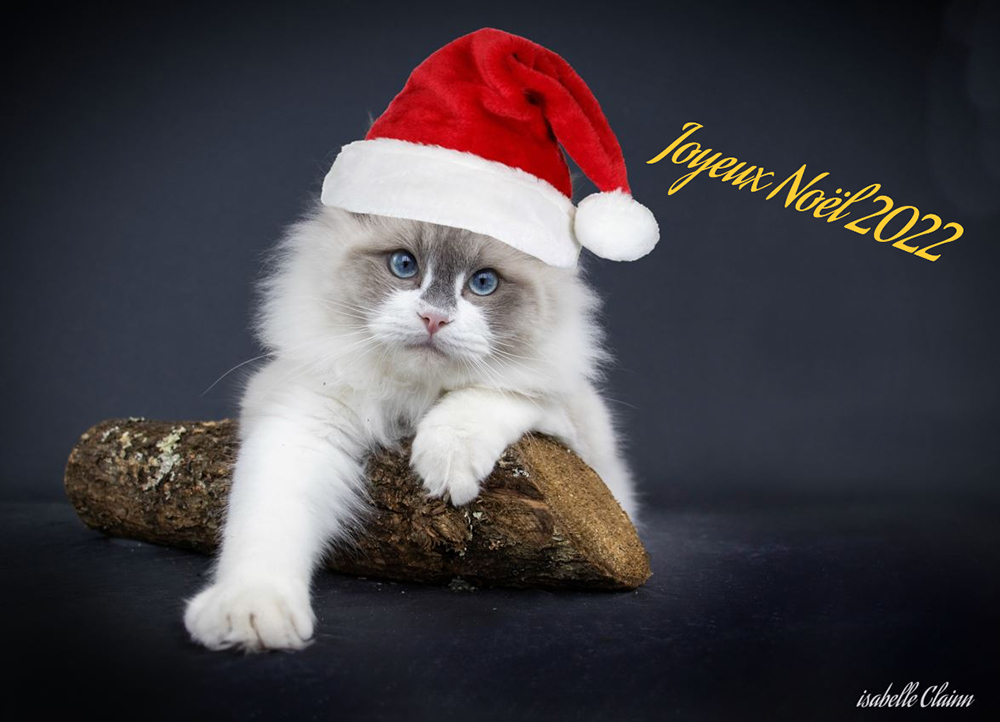 Capture noelfp.jpg