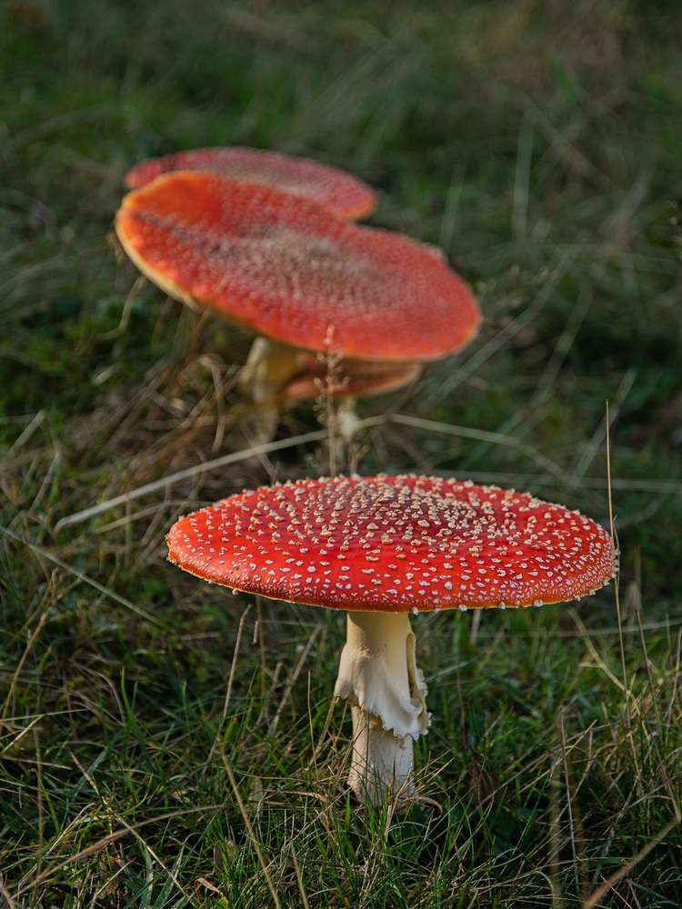 2G6A4832.jpg