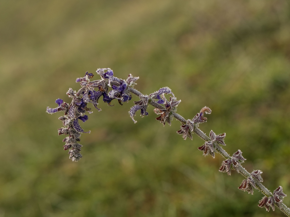 2G6A5175.jpg