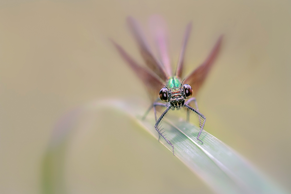 375311722_MACRO-12copie.jpg.f8730a2f2ad22f1f100c9a1f0ed259db.jpg