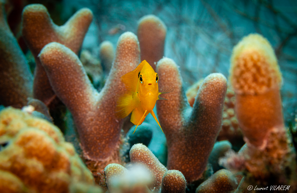83516311_20220503-BRITISHVIRGINISLANDS-GREATCAMANOEISLAND-DIAMONDREEF-DIVE-22.jpg.87c7f2c3fed8c1d65ea55b8f8a488904.jpg