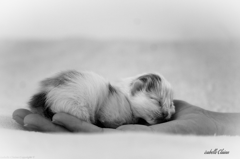 chaton10.jpg